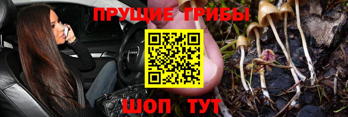 что такое   Вход с VPN  Псилоцибиновые грибы Magic Shrooms  Елизово  Галлюциногенные грибы Psilocybine cubensis 